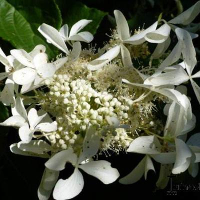 Hydrangea paniculata 'Great Star'  - 
