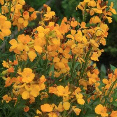 Erysimum x cheiri - 