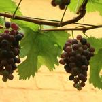 Vitis vinifera 'Frankenthaler' - Vitis vinifera 'Frankenthaler'