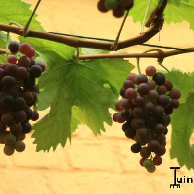 Vitis vinifera 'Frankenthaler'