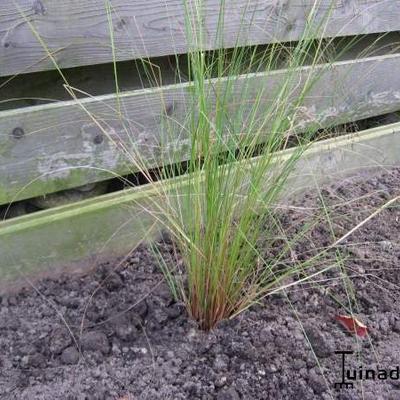 éragrostide un peu courbée - Eragrostis curvula