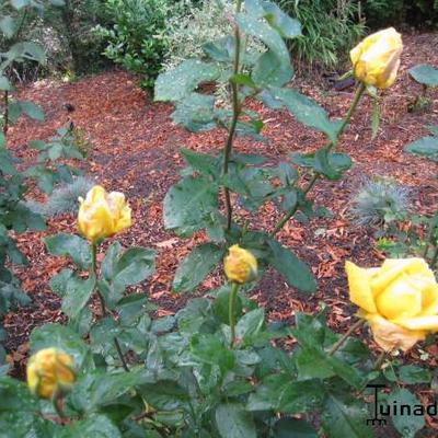 Rosa 'Garden Princess' - 