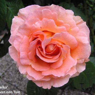 Rosa 'Polka' - 