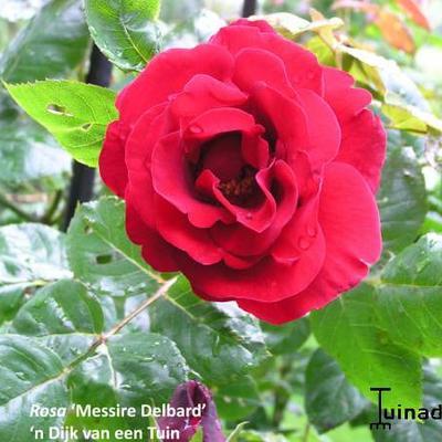 Rosa ' Messire Delbard' - 