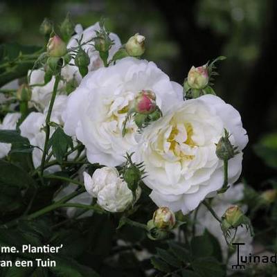 Rosa 'Mme Plantier' - 