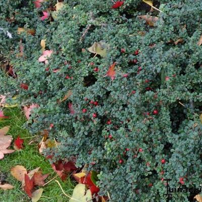 Fächer-Zwergmispel - Cotoneaster horizontalis