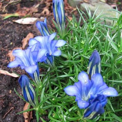 Gentiana sino-ornata - 