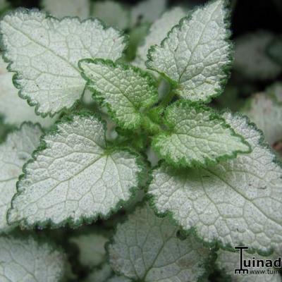 Gefleckte Taubnessel - Lamium maculatum