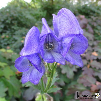 ACONIT CARMICHAEL, CASQUE DE JUPITER - Aconitum carmichaelii 'Arendsii'