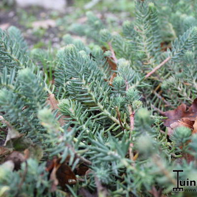 Orpin des rochers - Sedum reflexum