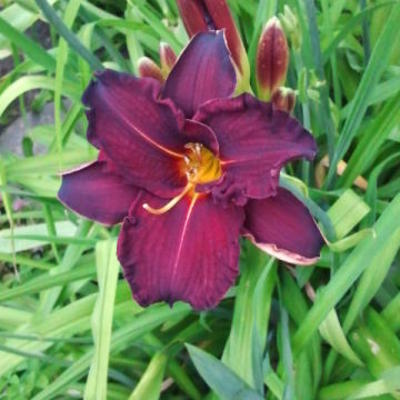 Hemerocallis 'Ed Murray' - Hemerocallis 'Ed Murray'