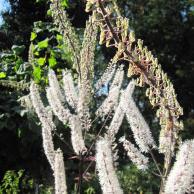 Actaea simplex 'Brunette'