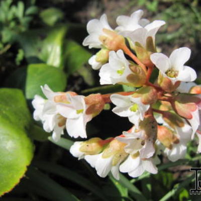 Bergenia 'Bressingham White' - Bergenia 'Bressingham White'