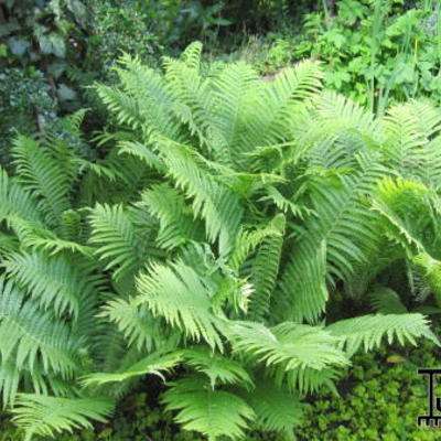 Dryopteris affinis - FOUGÈRE À ÉCAILLES DORÉES, DRYOPTÉRIDE ÉCAILLEUSE - Dryopteris affinis