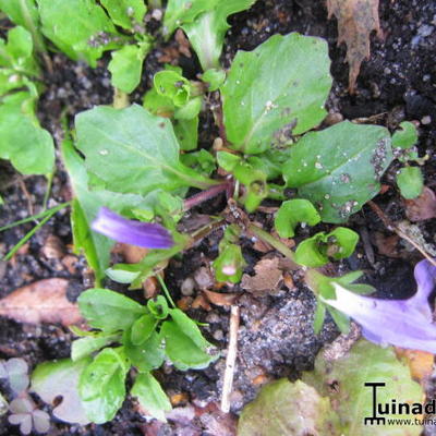 MAZUS RAMPANT, - Mazus reptans