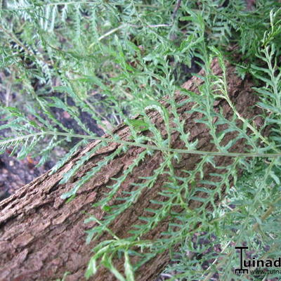 Dryopteris filix-mas 'Linearis Polydactyla - Dryopteris filix-mas 'Linearis Polydactyla