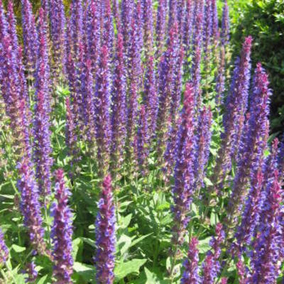 Salvia nemorosa 'Ostfriesland' - Salvia nemorosa 'Ostfriesland'