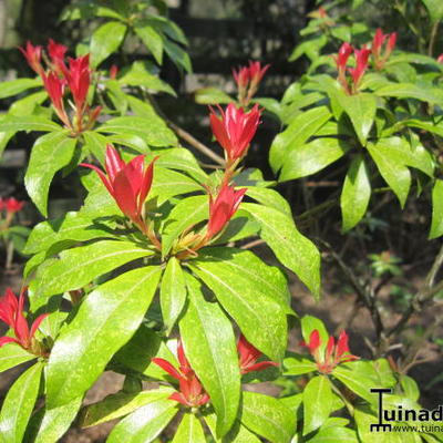 Pieris 'Forest Flame' - Pieris 'Forest Flame'