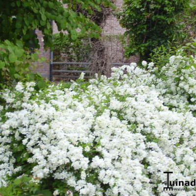 Exochorda x macrantha 'The Bride'