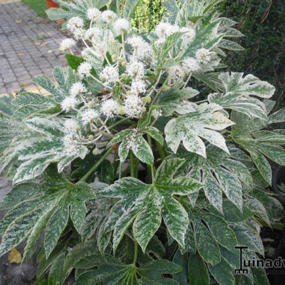 Fatsia japonica 'Variegata' - 