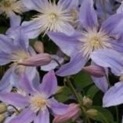 Clematis 'Blue River' - 