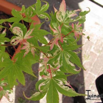 Acer palmatum 'Oridono nishiki' - 