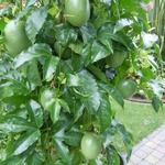 Grenadille - Passiflora edulis