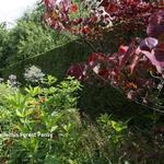 Cercis canadensis 'Forest Pansy' - 