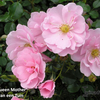 Rosa 'Queen Mother' - 