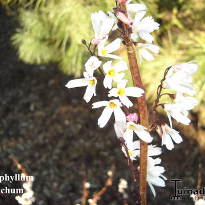 Abeliophyllum distichum - 