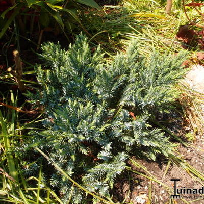 Juniperus squamata 'Blue Carpet' - Juniperus squamata 'Blue Carpet'
