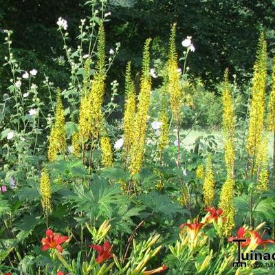 Ligularia przewalskii - Ligularia przewalskii