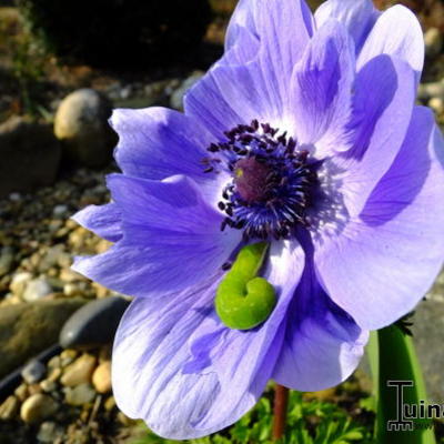 Anemone coronaria  'De Caen' - 