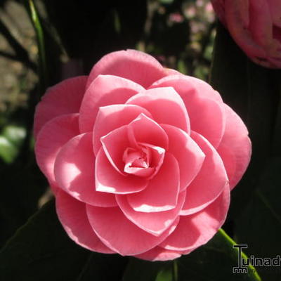 Camélia du Japon - Camellia japonica (Roze) | Acheter des plantes en ligne