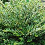 Lonicera nitida - Chèvrefeuille arbustif