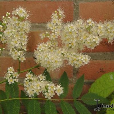 FAUSSE SPIRÉE, SORBARIA À FEUILLES DE SORBIER - Sorbaria sorbifolia