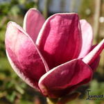 Magnolia soulangeana x lilliflora 'Genie' - 