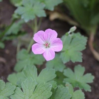 Geranium x riversleaianum  'Mavis Simpson' - Geranium x riversleaianum 'Mavis Simpson' - Geranium x riversleaianum  'Mavis Simpson'