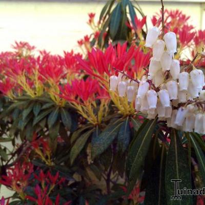 Pieris 'Forest Flame' - Pieris 'Forest Flame'