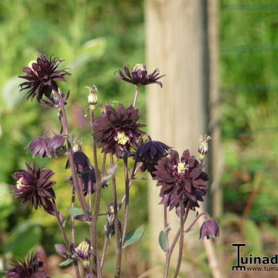 Aquilegia vulgaris 'Black Barlow'