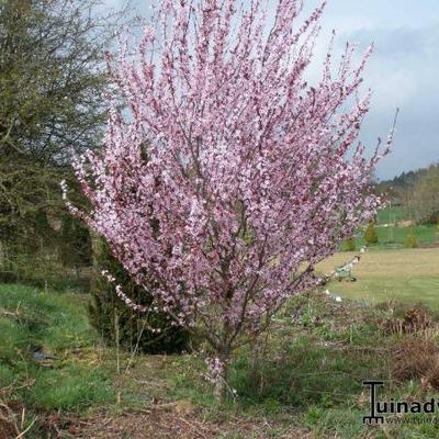 PRUNIER / CERISIER DES SABLES À FEUILLES POURPRES , - Prunus x cistena