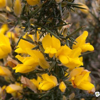 Ulex europaeus