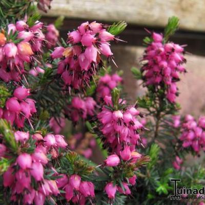 Erica carnea - 