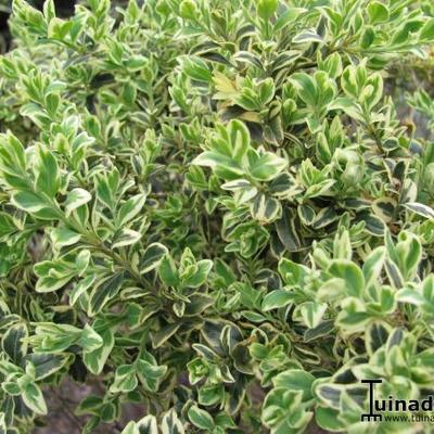 Buxus sempervirens 'Elegans' - 