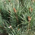 Pinus sylvestris - Waldkiefer