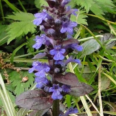 Ajuga reptans 'Atropurpurea' - Ajuga reptans 'Atropurpurea'