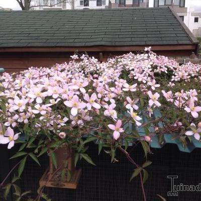 Clematis montana var. rubens