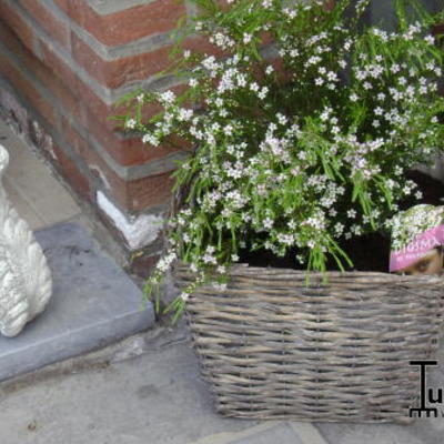 Mauvais titre - Diosma hirsuta 'Pink Fountain'   	