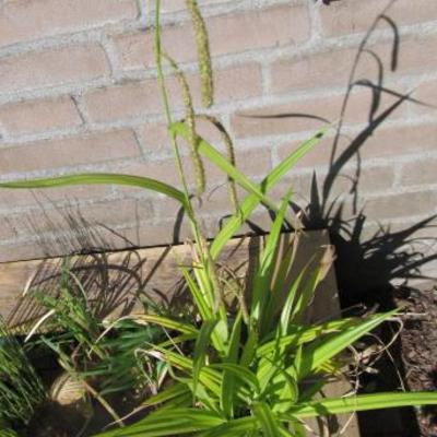 Carex pendula - Laîche à épis pendants - Carex pendula