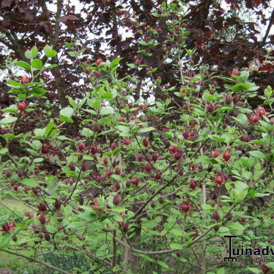 ARBRE POMPADOUR, ARBRE AUX ANÉMONES - Calycanthus floridus